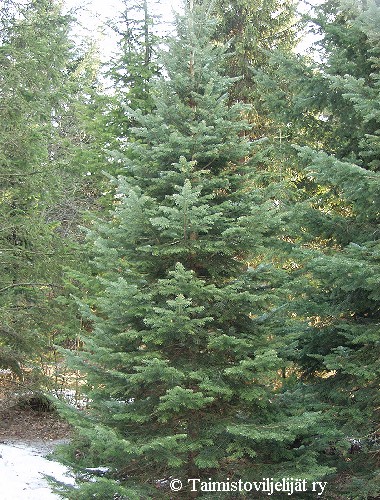 Abies lasiocarpa